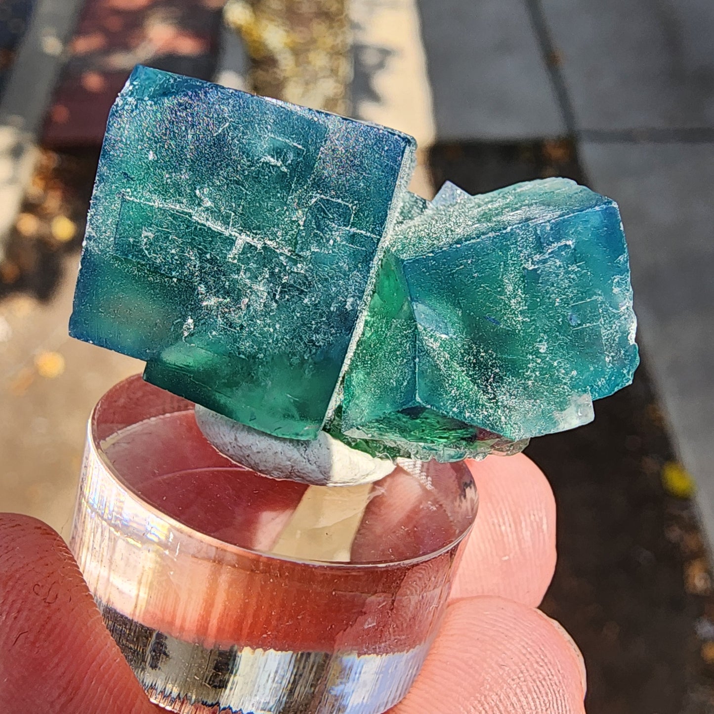 A close-up shot shows a person holding an exceptional specimen from The Crystalary's AUCTION collection, featuring two vivid green cubes of fluorite perched on a clear acrylic stand. The background reveals an outdoor setting with a sidewalk and soft-focus greenery. This pristine piece hails from the renowned Diana Maria Mine in Frosterley, Weardale, Co. Durham, England.