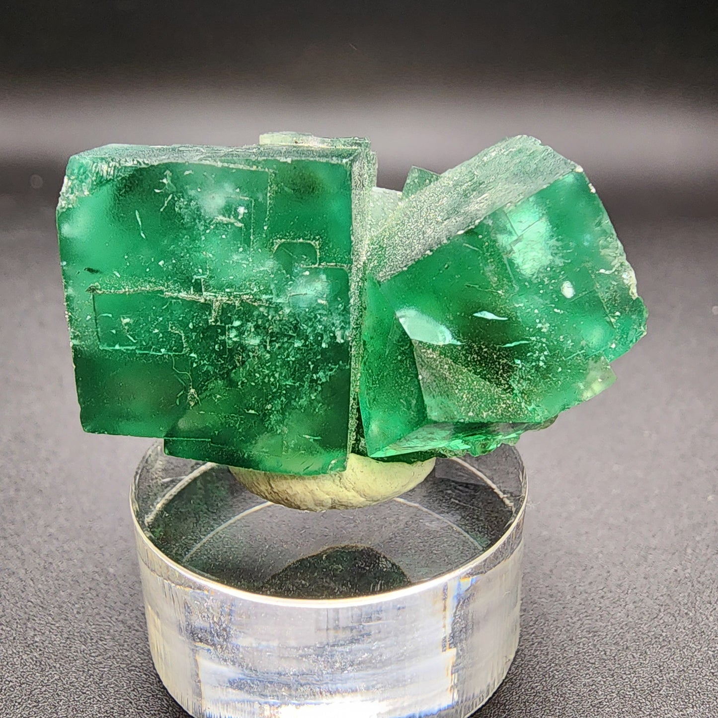 A close-up photograph showcasing vibrant emerald-green fluorite cubic crystals from the Diana Maria Mine, resting on a clear, round stand. The crystals, part of The Crystalary's exclusive AUCTION collection, exhibit a glossy and translucent appearance with intricate inner patterns and a smooth, polished finish set against a dark background.