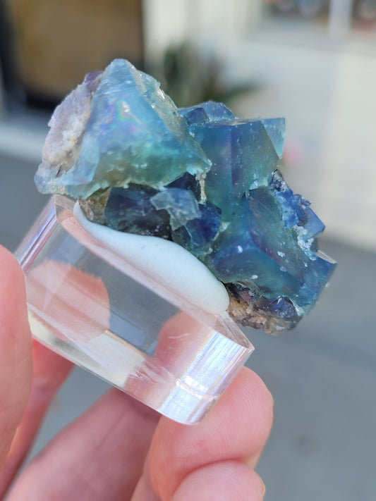 A hand holds a clear stand displaying a cluster of vibrant blue and green fluorite crystals from the Northern Lights Pocket, sourced from the Diana Maria Mine in Frosterley, Weardale, Co. Durham, England. The miniature crystals are irregularly shaped, with some showcasing translucency and a smooth, glossy surface. The background is blurred to highlight their vivid colors. This stunning piece is brought to you by The Crystalary and is listed as AUCTION - Fluorite- Fluorite- Northern Lights Pocket.