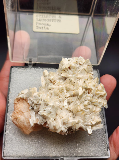 Close-up of a hand holding a product from The Crystalary, specifically an auction item labeled "AUCTION- Stilbite and Laumontite- Poona, India." The clear display box reveals off-white, elongated crystals resting on a gray foam base. In the background, a label reads "Stilbite & Laumontite, Poona, India.