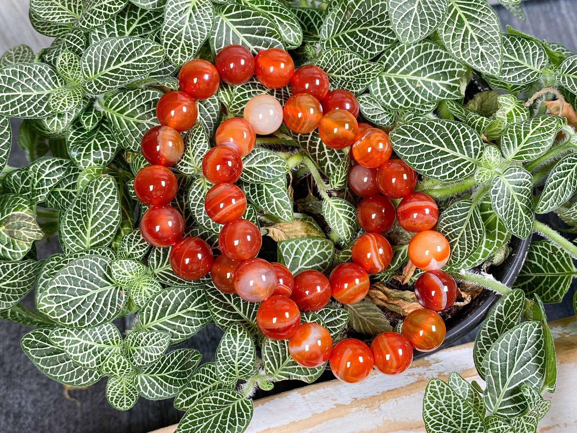 A Carnelian Crystal Bracelet from The Crystalary, featuring polished red and orange agate beads, is elegantly displayed atop a lush green plant with veined leaves. The vibrant hues of the bracelet beautifully contrast with the intricate patterns of the plant's foliage.