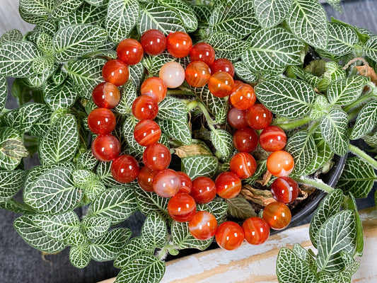 A Carnelian Crystal Bracelet from The Crystalary, featuring polished red and orange agate beads, is elegantly displayed atop a lush green plant with veined leaves. The vibrant hues of the bracelet beautifully contrast with the intricate patterns of the plant's foliage.