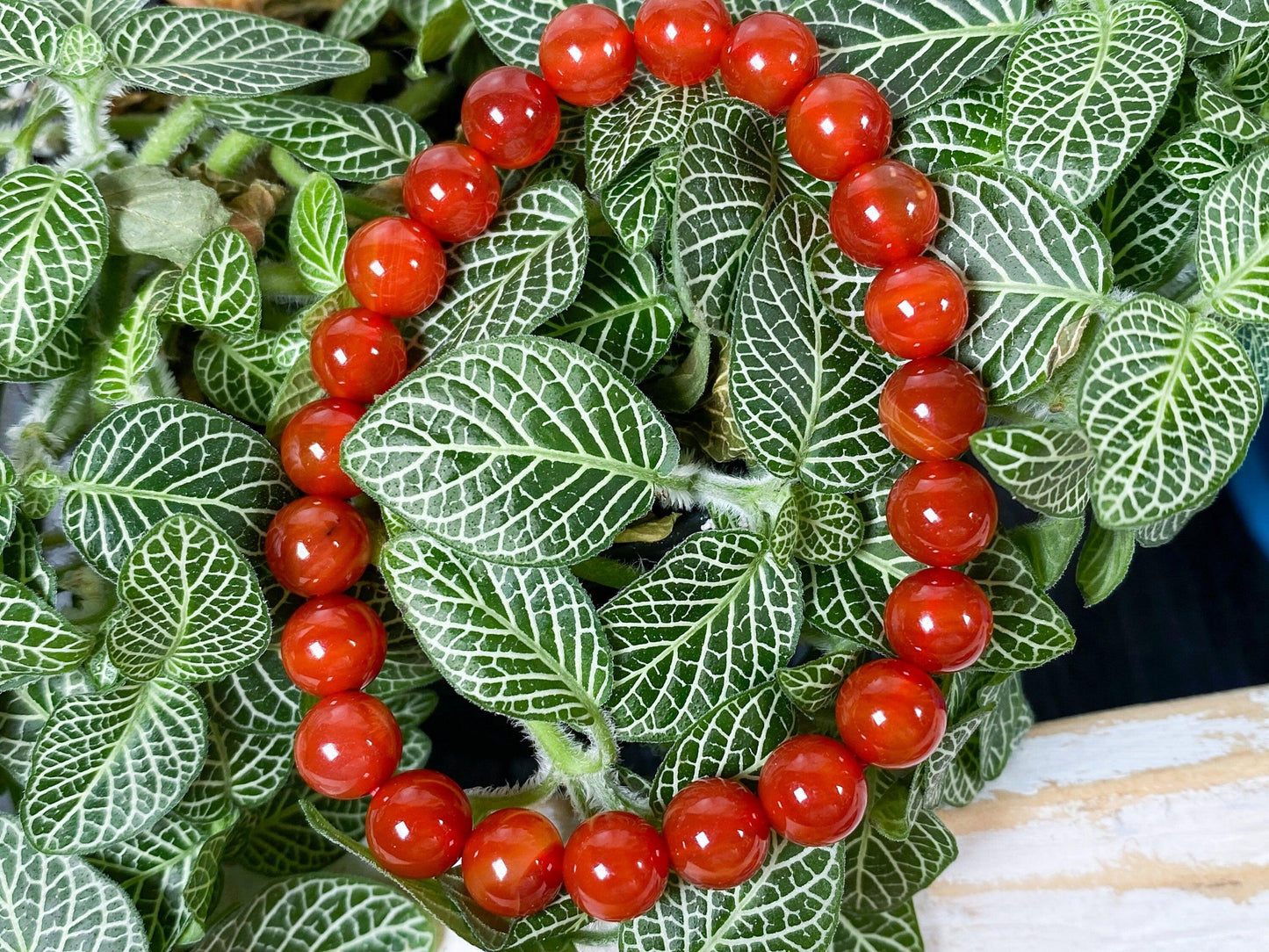 A Carnelian Crystal Bracelet by The Crystalary is placed on a bed of green fittonia (nerve plant) leaves with white veins. The contrasting colors of the vibrant red beads and the intricately patterned green leaves create a visually striking composition.