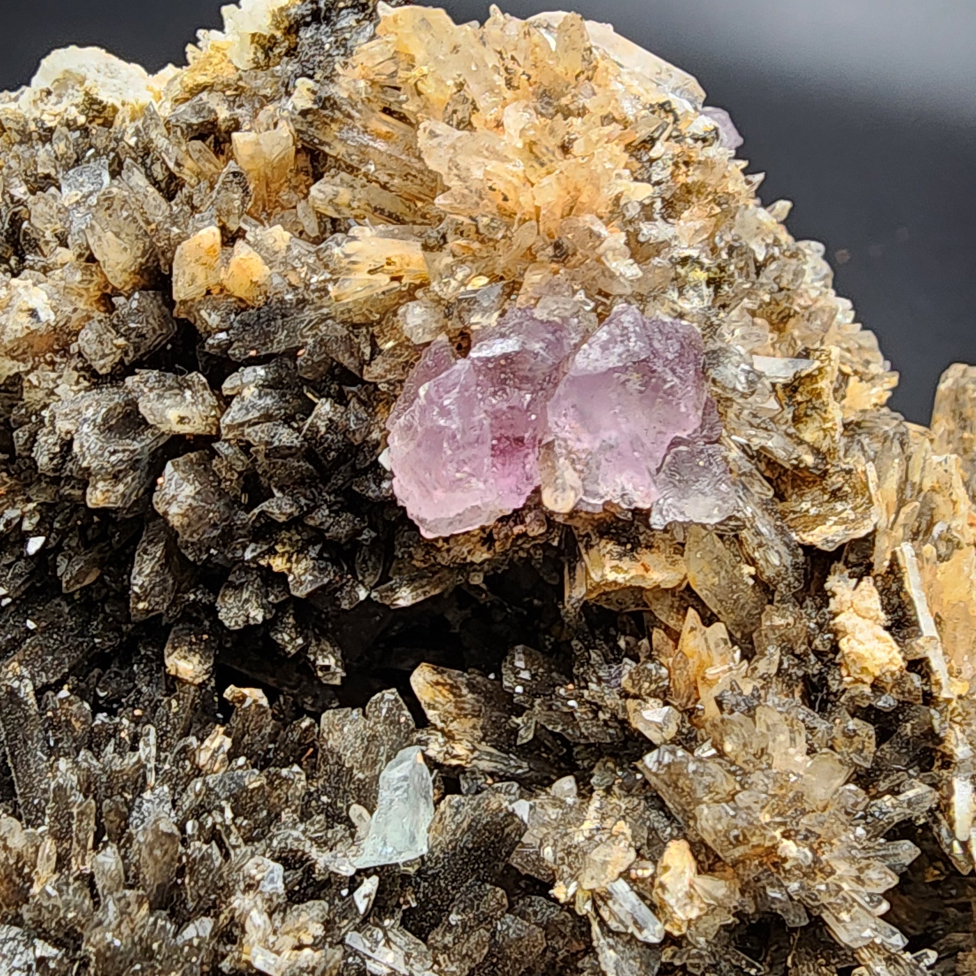 Close-up of a rock formation featuring multiple smoky quartz crystals, some exhibiting a grayish-brown hue. At the center, high fluorescence bright purple fluorite crystals from the Creedite-Fluorite specimen sourced from Navidad Mine, Inde Municipality, Durango, Mexico by The Crystalary stand out against the surrounding quartz. The black background highlights the contrast between the minerals.