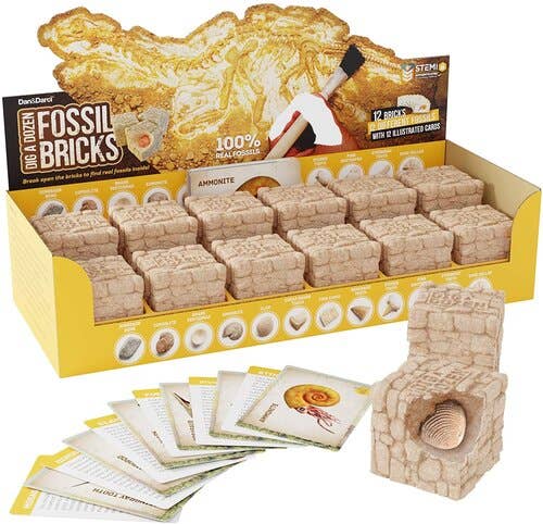 A display box containing multiple fossil excavation brick kits labeled "Dig a Dozen Fossil Bricks" by Dan&Darci. Each kit includes dig bricks, excavation tools, and educational cards. One open brick reveals a real fossil, with additional cards fanned out in front.