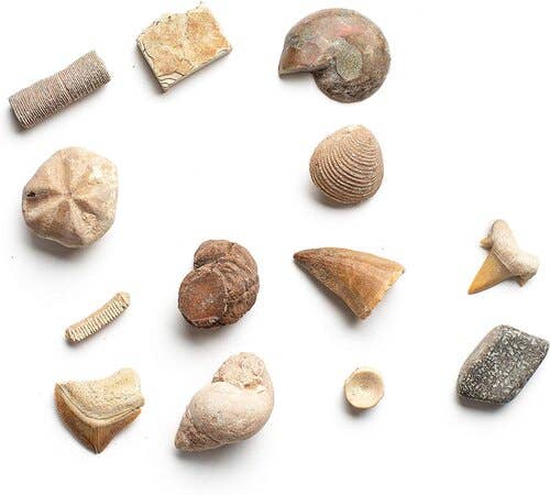 An assortment of fossilized marine shells and fragments from Dan&Darci's Dig a Dozen Fossil Bricks, displayed on a white background. The collection features spiraled, conical, and ridged fossils, showcasing their natural forms and patterns—each piece embodying the uniqueness of the fossils found in these dig bricks.