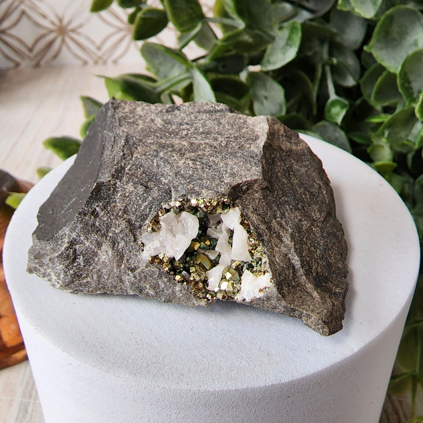 A Duff Quarry Pyrite in Silurian dolostone from The Crystalary, featuring a gray rock with a cavity filled with white diploid crystal formations and glimmering pyrite, is showcased on a circular white pedestal. Green leafy plants in the background provide a natural contrast, while geometric patterns enhance the beauty of this exceptional specimen.