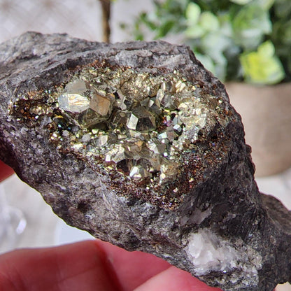 Close-up of a hand holding The Crystalary's Duff Quarry Pyrite in Silurian dolostone, revealing shiny, metallic pyrite crystals. The background shows blurred greenery, possibly a plant in a beige pot. The minerals create a sparkly, textured surface that contrasts with the rough rock.