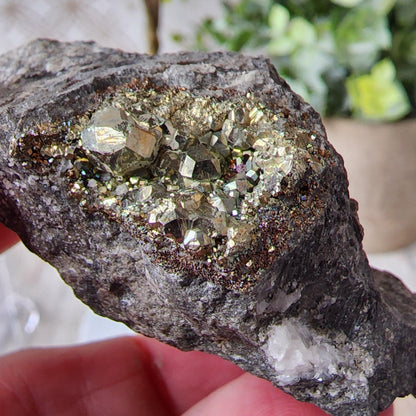 In a hand, a specimen from Duff Quarry in Silurian dolostone features a cluster of shiny, metallic gold-colored crystals of pyrite. The classic luster of the pyrite contrasts against a slightly blurred background of greenery and a potted plant. A perfect example from The Crystalary's collection.