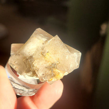 A close-up of a hand holding the "Fluorite- Bull Vein, Lady Annabella, Co. Durham, England" crystal from The Crystalary. The translucent and angular crystal features some inclusions and golden-yellow mineral deposits inside. The clear texture and intricate structure of this Fluorite crystal are beautifully detailed against a blurred background, making it perfect for showcasing on a display stand.