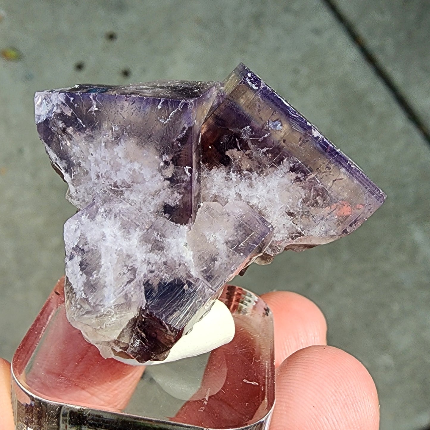 A close-up of a hand holding a rough specimen from The Crystalary showcases a Fluorite crystal from the Cromwell Pocket, Greenlaws Mine, Daddry Shield, Stanhope, Co. Durham, England (3077), set against a soft gray background. This cubic crystal is renowned for its zoning and daylight color change properties and features white inclusions with translucent edges that wonderfully reflect light.