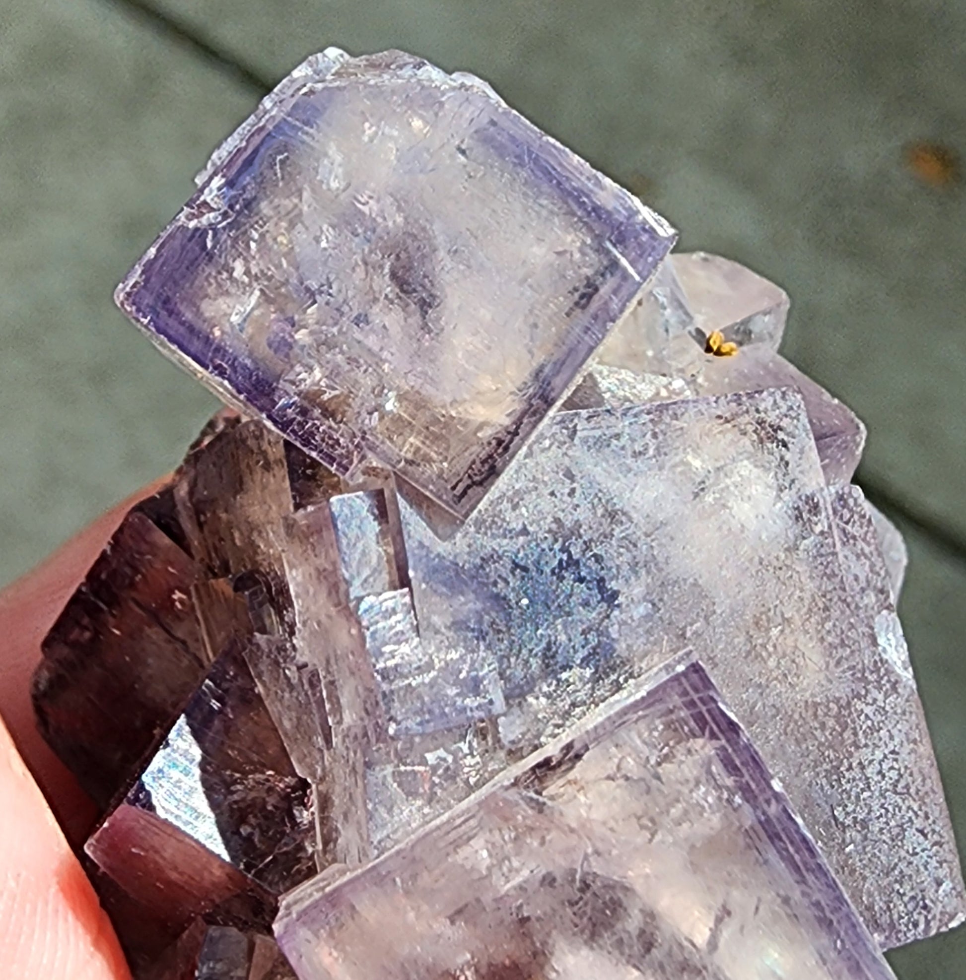 Close-up of clear purple-blue fluorite crystals from the Cromwell Pocket, Greenlaws Mine in Daddry Shield, Stanhope, County Durham. The image showcases the crystals' cubic structure and glassy surface as they catch the light, reflecting subtle iridescent hues. A thumb and part of a hand holding this exquisite cluster from The Crystalary are visible in the lower left corner.