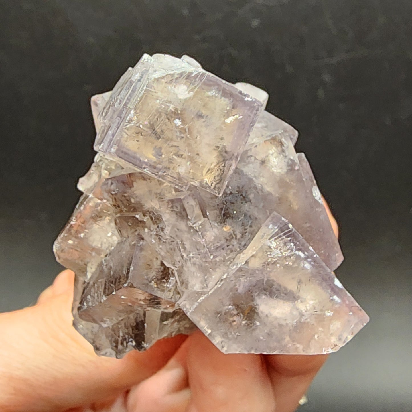 A hand displays a cluster of translucent, light purple cubic fluorite crystals from the Greenlaws Mine at Daddry Shield, Stanhope, Co. Durham. The specimen from The Crystalary's "Fluorite- Cromwell Pocket" collection features sharp, well-defined edges and various inclusions, exhibiting a natural, rough texture against a dark background.