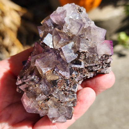 A person holds a cluster of translucent, purple fluorite crystals with cubic formations from "Cromwell's Pocket" at Greenlaws Mine, County Durham, England. The crystals have a slight shimmer and are interspersed with bits of earth and sediment, reminiscent of the natural treasures offered by The Crystalary. The background is out of focus, suggesting an outdoor setting.