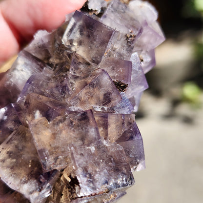 Close-up view of a hand holding a Fluorite, Cromwell's Pocket specimen from The Crystalary featuring purple fluorite crystals, showcasing their cubic formations and semi-translucent nature with light reflecting off the surface. The background is blurred, highlighting the clarity and color of the crystals. This piece hails from Greenlaws Mine in County Durham, England.