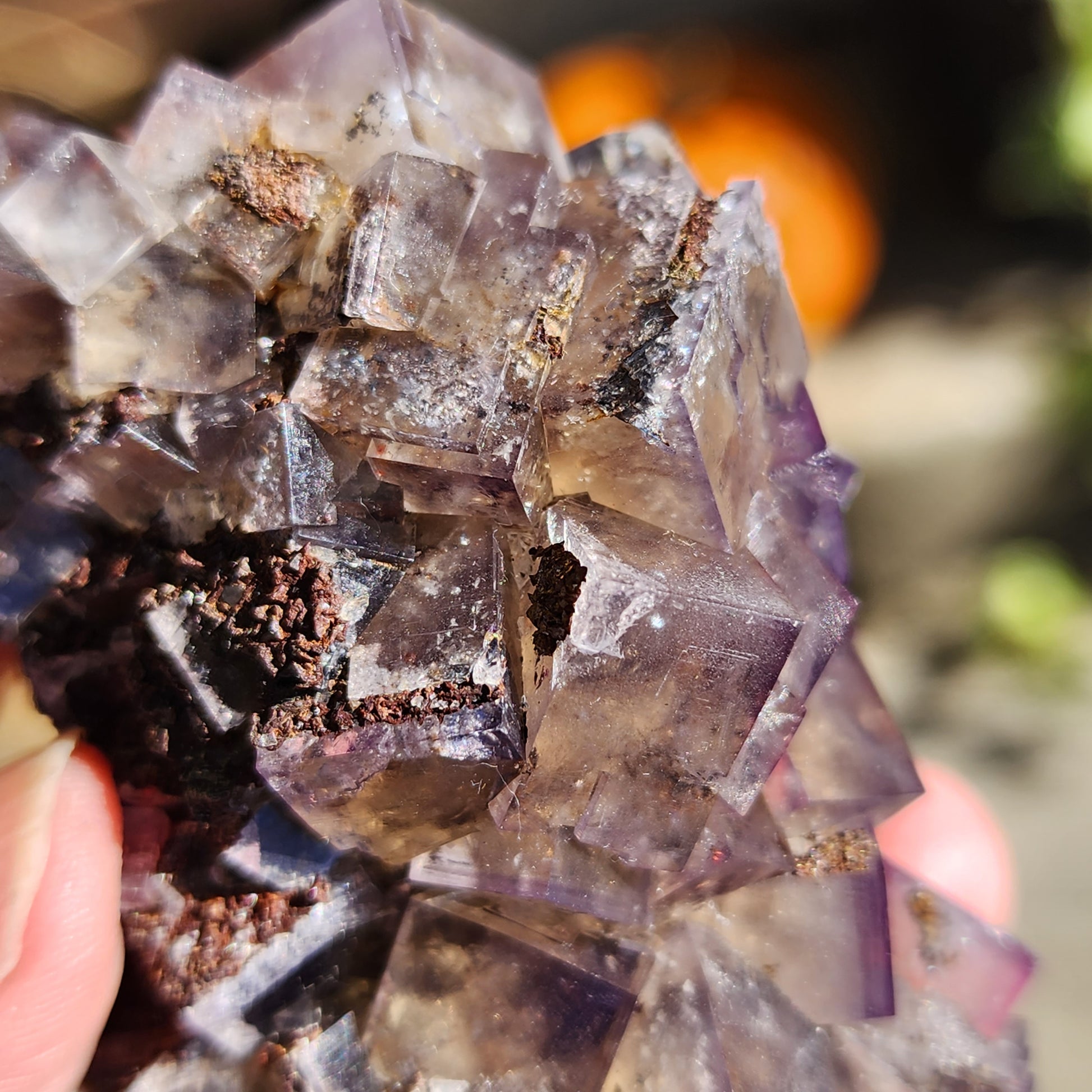 A person holds a stunning specimen of Fluorite from Cromwell's Pocket in the Greenlaws Mine, County Durham, England. The cubic crystals display a beautiful combination of purple and clear hues, reminiscent of The Crystalary’s exclusive collection. Sunlight accentuates the colors and reveals a small, dark cavity at the center. The blurred background hints at orange and green elements, creating a vivid contrast.