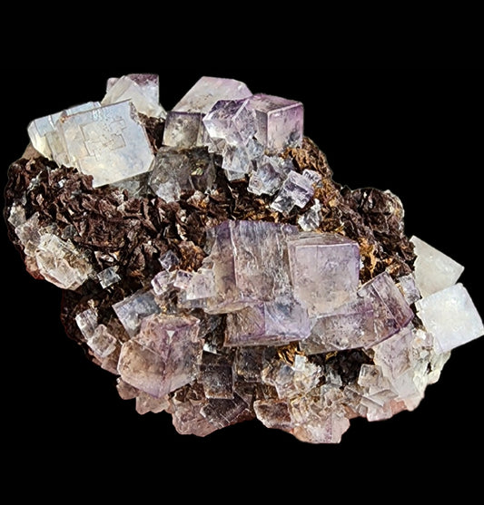 A cluster of cubic fluorite crystals from Cromwell's Pocket, Greenlaws Mine, sourced by The Crystalary, is perched on a dark brown rock matrix. The fluorite crystals exhibit varying shades of purple, and their geometric shapes contrast sharply with the rough texture of the rock beneath. Under daylight, these color-changing crystals reveal fascinating hues against a black background.