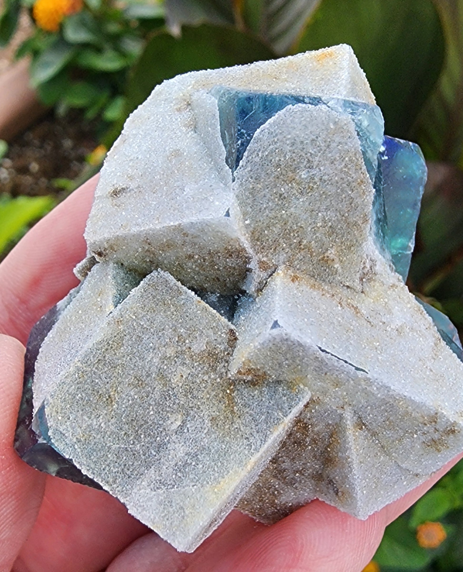 Close-up of a hand holding the Fluorite - Druzy Dreams Pocket from The Crystalary, featuring cube-shaped crystals with a white, powdery coating. The crystals showcase various shades of blue and green, closely resembling emerald green fluorite. In the background, leafy plants and flowers are slightly blurred. This specimen is sourced from Rogerley Mine in Frosterley, Weardale, Co. Durham, England.