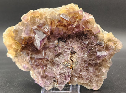 A close-up photo of a large, translucent Fluorite cluster from the Funky February Pocket at Greenlaws Mine, Co. Durham, showcased on a display stand. The crystals vary in size and shape with a captivating mix of purple and yellow hues, densely packed in some areas with smaller crystals. A vibrant yellow core from this stunning piece by The Crystalary gleams against the solid, dark background.