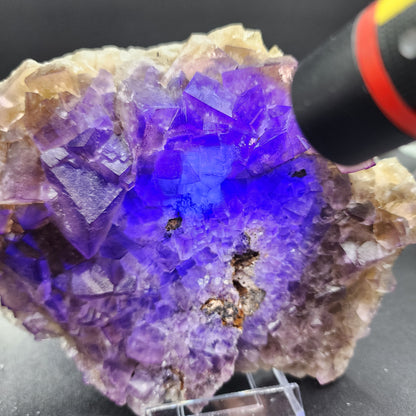 A close-up image of The Crystalary's Fluorite from the Funky February Pocket, Greenlaws Mine, Co Durham, England being illuminated by UV light. The light causes parts of the rock to fluoresce, showing a vivid blue glow in contrast to the darker purple and brown hues, revealing hints of a vibrant yellow core. The background is black.