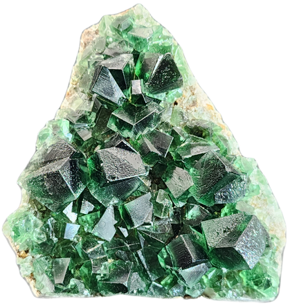 An image of a vibrant Fluorite- Greedy Hog Pocket specimen, featuring deep green cubic fluorite crystals clustered together in a light-colored rocky matrix. The crystals, sourced from the Diana Maria mine in Co. Durham, England, are well-formed with sharp edges and a glassy luster. This exquisite piece is brought to you by The Crystalary.