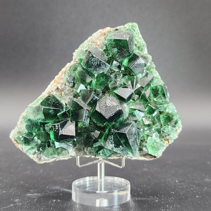 A striking specimen from The Crystalary, featuring deep green fluorite crystals from the Greedy Hog Pocket, Diana Maria mine in Co. Durham, England, is arranged in a cluster on a rock matrix. The well-formed crystals exhibit a geometric, almost cubic structure and are displayed on a clear acrylic stand against a dark background.