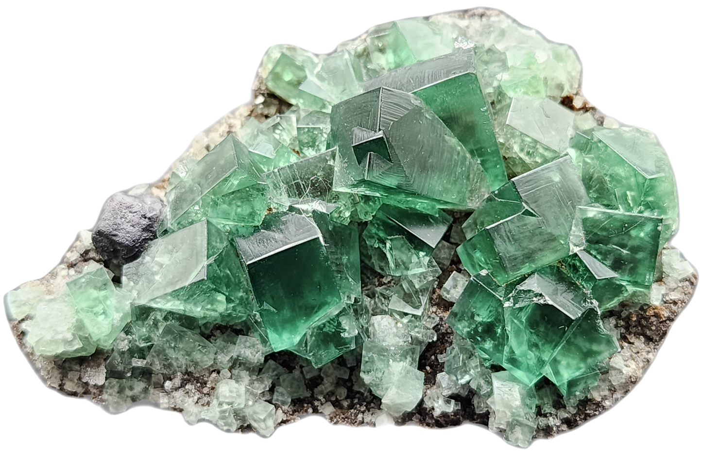 A striking green fluorite specimen from The Crystalary's Greedy Hog Pocket at the Diana Maria mine in Co. Durham, England showcases well-formed crystalline structures on a rocky base. The angular transparent crystals exhibit varying intensities of green, with some a deeper shade and others lighter, creating an intricate and mesmerizing pattern.