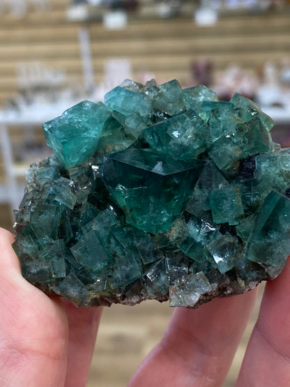 Close-up of hands holding a cluster of green lucid **Fluorite- Heavy Metal Pocket, Diana Maria Mine, Weardale, Co Durham, UK** crystals from **The Crystalary**. The translucent, shiny crystals are naturally arranged on a rocky base. The background shows a blurred display of more minerals and crystals, hinting at their UV reactivity under the right lighting conditions.