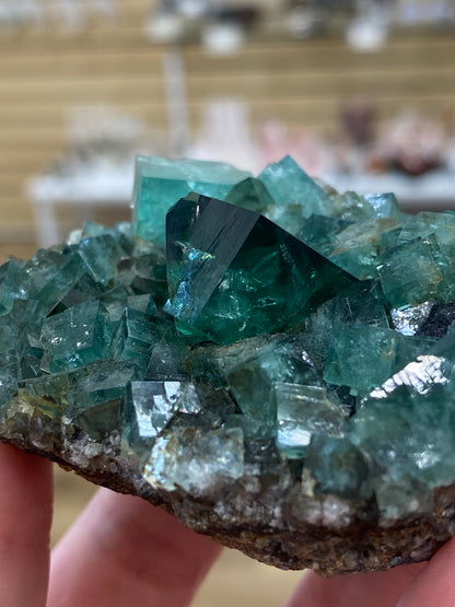 A close-up view of a hand holding a cluster of teal-green Fluorite from the Heavy Metal Pocket, Diana Maria Mine, Weardale, Co Durham, UK by The Crystalary. The translucent, cubical fluorite showcases various shades of green and blue, hinting at its intriguing UV reactivity with a backdrop of other crystals displayed.