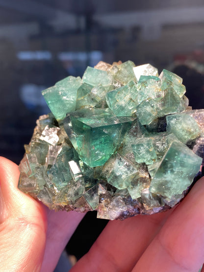 A close-up of a person's hand holding a cluster of green, lucid fluorite crystals from the Fluorite- Heavy Metal Pocket at Diana Maria Mine, Weardale, Co Durham, UK by The Crystalary. The cubic crystals vary in size, with some light reflecting off their surfaces, creating a glittering effect. Known for their UV reactivity, these gems radiate a mesmerizing glow. The background is blurred.