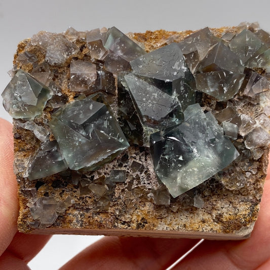 A hand holds a rock specimen of Fluorite from Helen's Pocket, Lady Annabella, Weardale, Co Durham, UK by The Crystalary. The fluorite crystals range from translucent to opaque, perched on a brownish matrix and exhibit a slightly glossy surface that highlights their geometric shapes and natural imperfections.