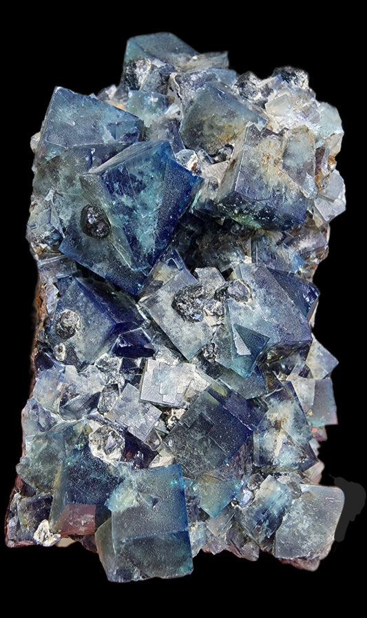 A vibrant cluster of Fluorite-Hidden Forest Pocket crystals from The Crystalary, sourced from the Diana Maria Mine in Frosterly Weardale, Co. Durham, England, is displayed against a black background. These primarily blue and purple crystals exhibit some transparency and a distinctive cubic formation. Their geometric shapes catch the light beautifully, highlighting the mineral's natural elegance.