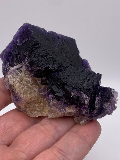 A hand holds a large, roughly rectangular crystal of The Crystalary's Fluorite from the Hill-Ledford Mine in Cave-In-Rock, Hardin County, Illinois, USA. The dark purple top and lighter, more translucent base highlight its raw, unpolished appearance and natural geometric facets. The background is plain white.