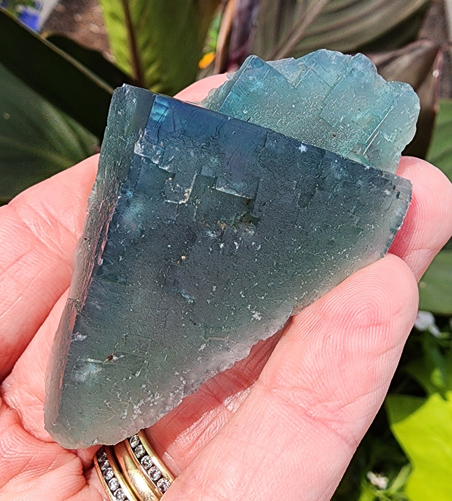 A hand holding a large, semi-translucent green Fluorite- Poison Ivy Pocket crystal from Lady Annabella, Co Durham, England, UK by The Crystalary in front of green foliage. The crystal has a rough, irregular surface with gemmy edges and visible layers, exuding a natural, uncut appearance. The person has several rings on their fingers.