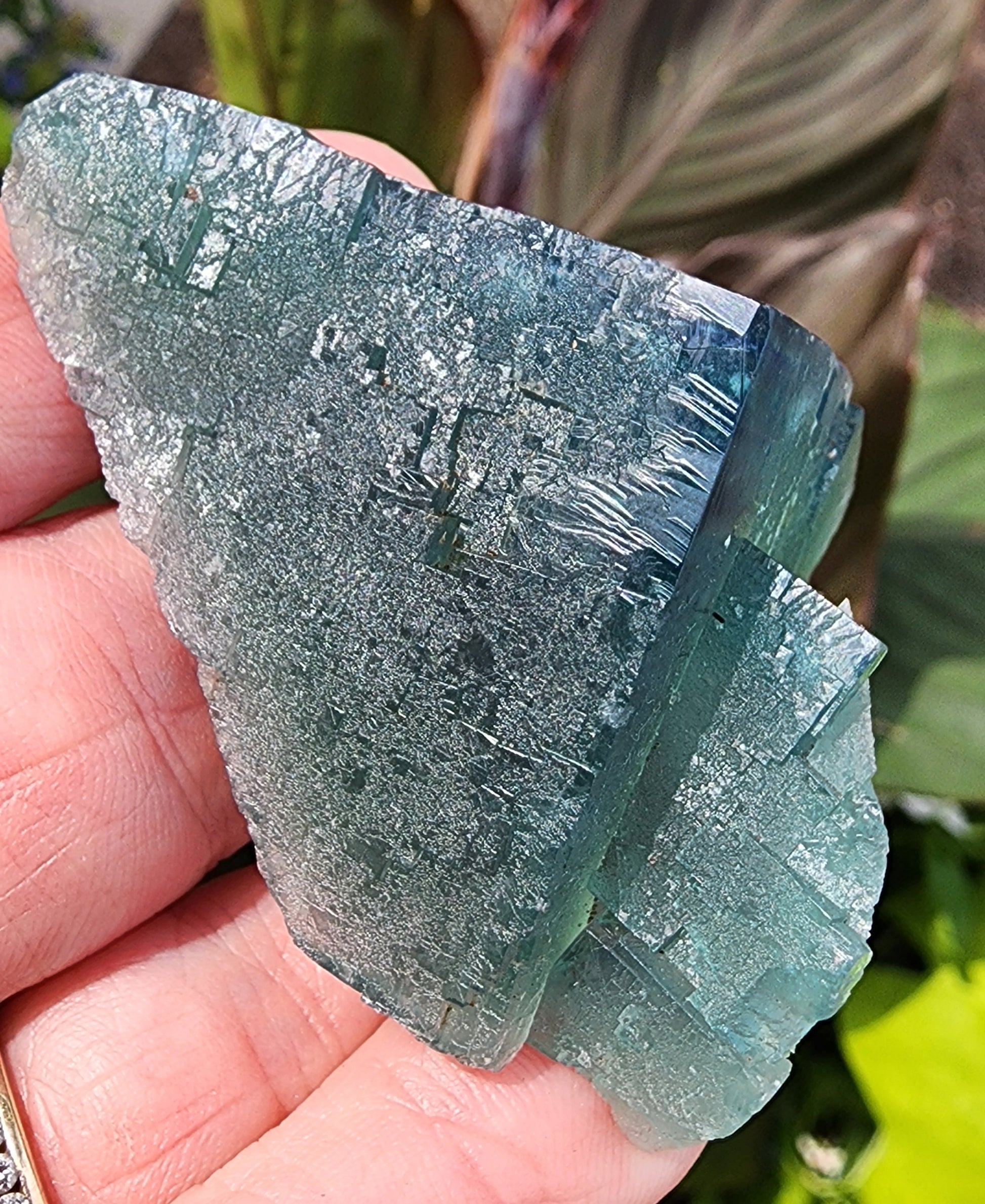 A close-up of a person's hand holding a large, semi-translucent blue-green Fluorite crystal from The Crystalary's collection, specifically the Poison Ivy Pocket from Lady Annabella in Co Durham, England. The rough surface of the crystal displays visible fractures and intricate patterns that reflect light, showing various shades of blue and green. Gemmy edges hint at the green Fluorite crystals within, with blurred foliage in the background.