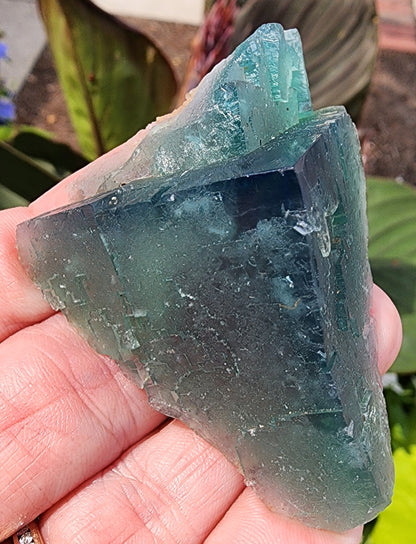 A close-up shot of a hand holding The Crystalary's Fluorite from the Poison Ivy Pocket, Lady Annabella, Co Durham, England, UK. The greenish-blue semi-transparent crystal with rough triangular surfaces and gemmy edges enhances its allure against a slightly blurred background with hints of green leaves and soil.