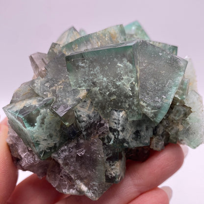 Close-up of a hand holding The Crystalary's Fluorite- Poison Ivy Pocket, Lady Annabella, Co Durham, UK. The gemmy green crystals are transparent cubes with darker inclusions and irregular edges, all emerging from a grayish base. The background is an out-of-focus light purple.