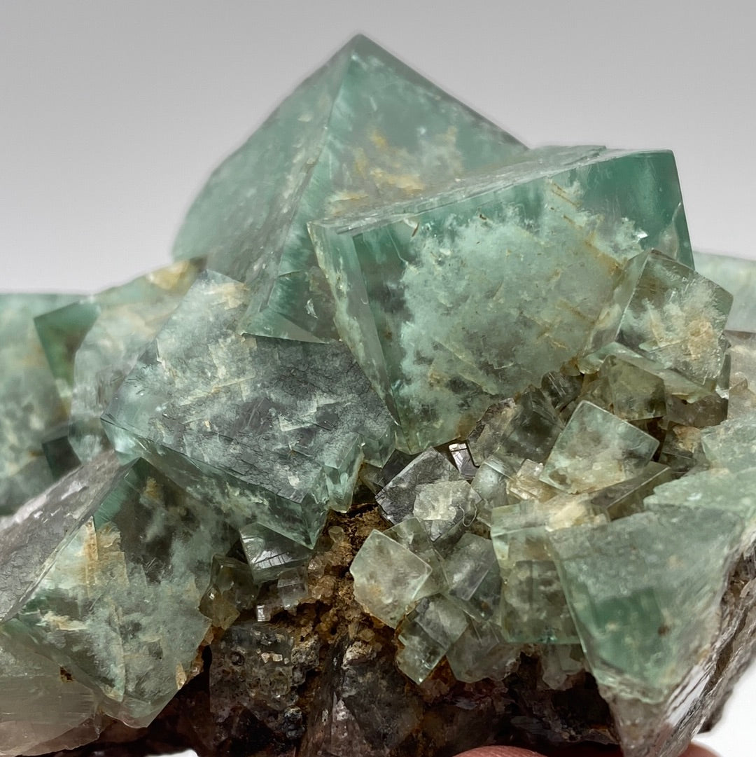 Close-up of a cluster of green Fluorite- Poison Ivy Pocket crystals from Lady Annabella, Co Durham, UK by The Crystalary. The gemmy crystals have clear, sharp edges and a semi-transparent appearance with a hint of light brown mineral base visible at the bottom. The background is a neutral light grey.