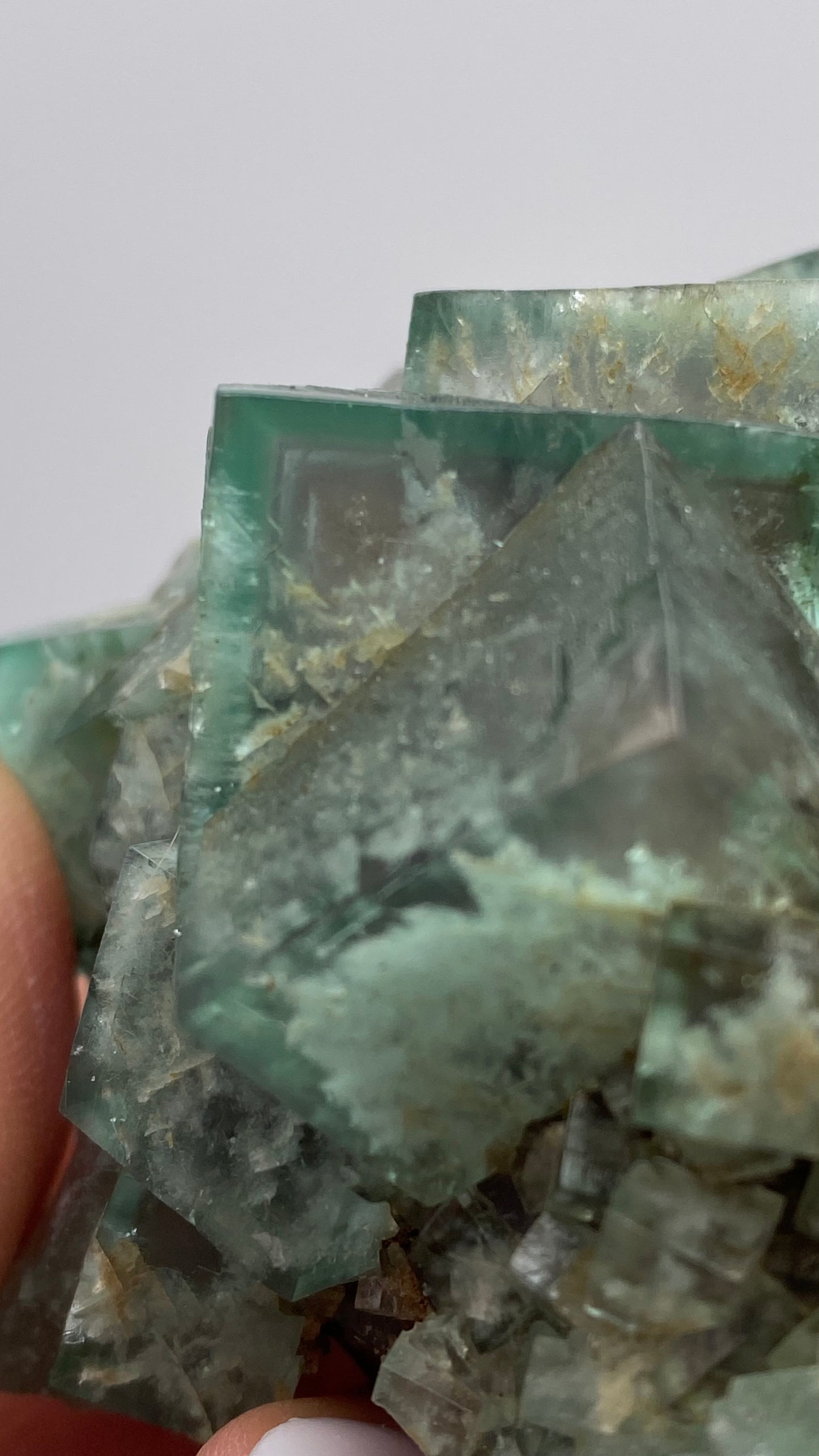 Close-up of a person's fingers holding a cluster of translucent green Fluorite from the Poison Ivy Pocket, Lady Annabella, Co Durham, UK by The Crystalary. The gemmy crystals exhibit a cubic structure with natural inclusions, giving them a slightly cloudy appearance against a plain background.