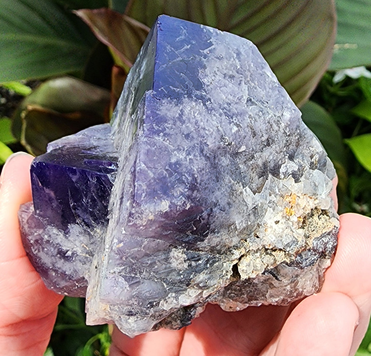 A person holds a large, roughly-cut purple crystal with both hands. The Fluorite, Purple Rain Pocket from the Fairy Hole Vein at the Lady Annabella Mine in Eastgate, Weardale, Co. Durham, England—available from The Crystalary—has a vibrant, translucent quality with various shades of purple and a raw, jagged surface. The background includes lush green leaves, indicating an outdoor setting.