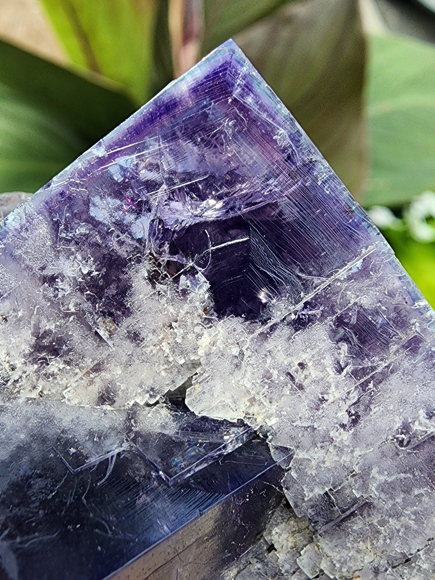 Close-up image of The Crystalary's Fluorite from the Purple Rain Pocket, Fairy Hole Vein, Lady Annabella Mine in Eastgate, Weardale, Co. Durham, England. The crystal exhibits a stunning translucent quality with various shades of purple and white mineral deposits and visible imperfections, set against a blurred background of green leaves.