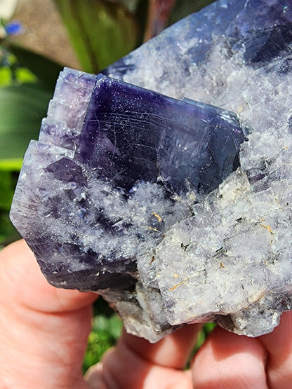 A close-up view of a hand holding a large piece of The Crystalary’s Fluorite, Purple Rain Pocket, Fairy Hole Vein from the Lady Annabella Mine in Eastgate, Weardale, Co. Durham, England. This exquisite crystal showcases partially translucent deep purple hues with fine white veins running through it. The background is blurred greenery.