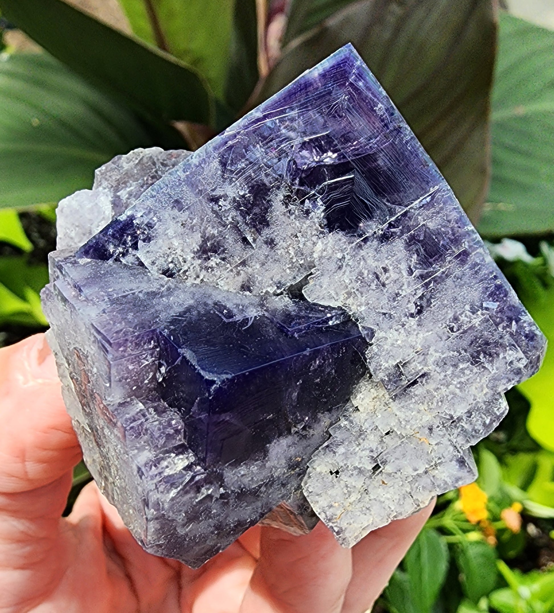 A hand holds a large, rough Fluorite specimen from The Crystalary's Purple Rain Pocket collection, sourced from the Fairy Hole Vein at Lady Annabella Mine in Eastgate, Weardale, Co. Durham. It features deep purple and translucent white sections against a backdrop of green foliage. This unique piece exhibits geometric, almost cubic formations with natural fractures and textures.