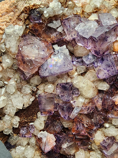 A detailed view of the Fluorite Quartz - Nonsense Pocket mineral cluster from Crystal Peak, Park County, Colorado reveals vibrant cubic purple fluorite crystals interspersed with small, clear calcite crystals on a rocky matrix. The fluorite exhibits varying sizes and translucent quality, contrasting beautifully with white calcite and milky quartz formations. Available from The Crystalary.