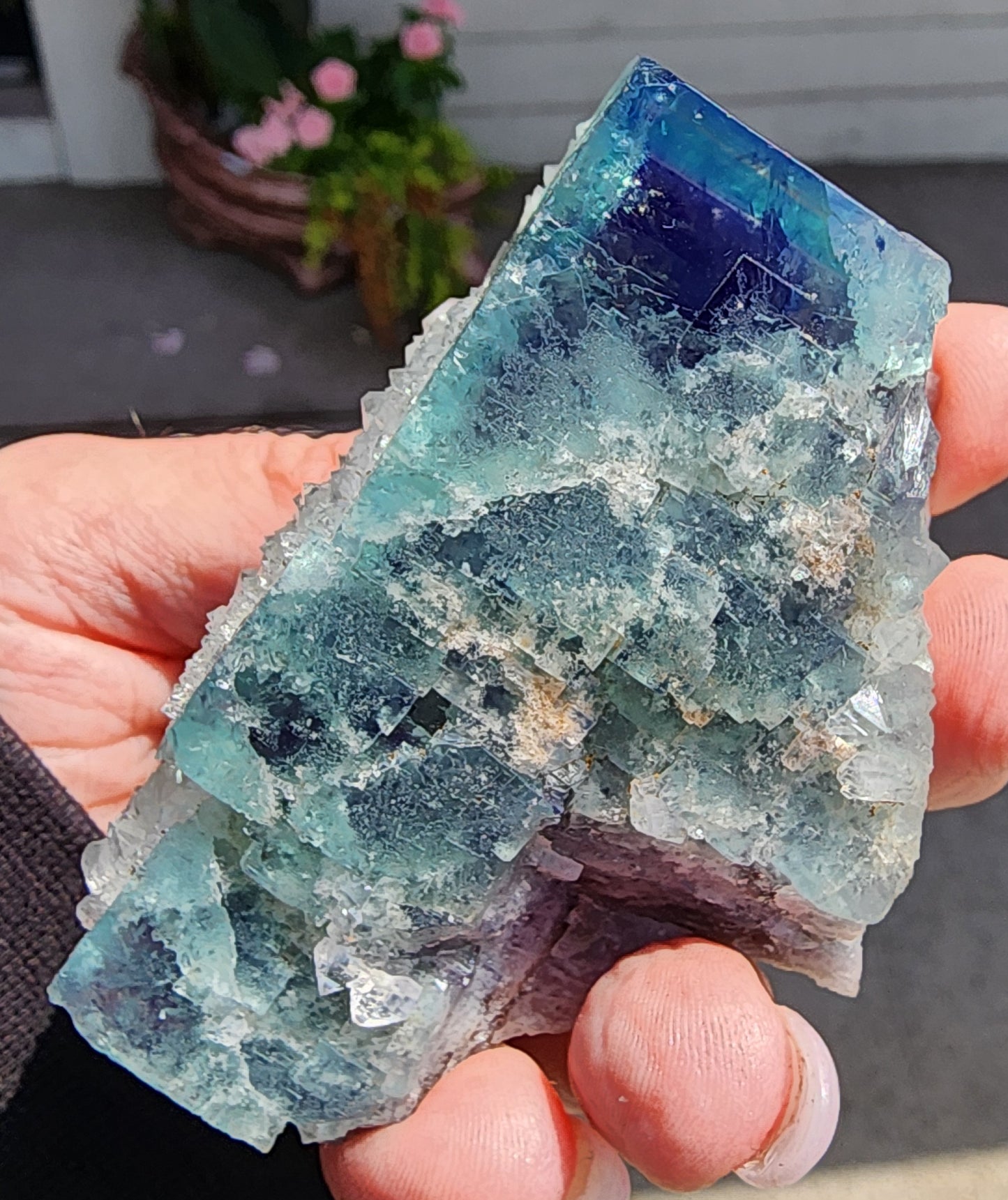 A close-up of a hand holding a large, multicolored Fluorite crystal from The Crystalary's Supernova Pocket collection, mined at the Diana Marie Mine in Weardale, Co. Durham, England. The crystal showcases shades of blue, green, and purple. In the background, a potted plant with pink flowers and a gray sidewalk is visible. The vibrant hues within the Fluorite resemble mesmerizing patterns commonly associated with this mineral.