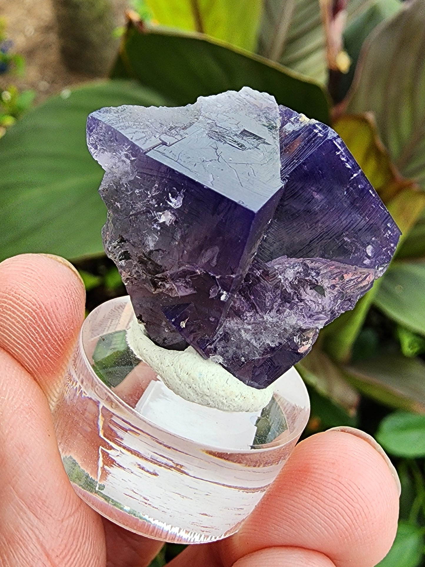 A close-up of a hand holding a Fluorite Twin from the Purple Rain Pocket, Fairy Hole Vein, Lady Annabella Mine in Eastgate, Weardale, Co. Durham, England, UK by The Crystalary. The specimen is mounted on a small round transparent stand. It features sharp edges and a vibrant violet hue with some transparent and cloudy sections. In the background, green leaves are visible out of focus.