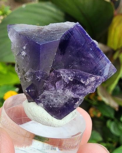 A hand delicately holding a Fluorite Twin from the Purple Rain Pocket of the Fairy Hole Vein, Lady Annabella Mine. This stunning crystal, characterized by its translucent purple hue and intricate geometric formations, is mounted on a white base atop a clear cylindrical stand. The blurred background showcases green foliage with hints of yellow flowers, adding to the charm. Product provided by The Crystalary.