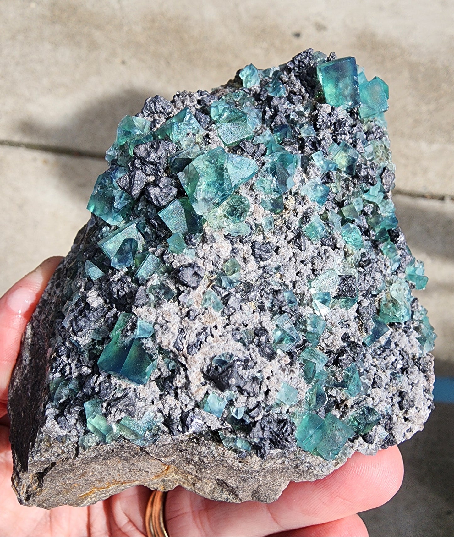 A person holds a heavy metal pocket of gray rock embedded with numerous cube-shaped blue-green fluorite crystals from The Crystalary. These stunning Fluorite w/ Galena crystals, sourced from the Diana Marie Mine in Weardale, County Durham, England, are scattered throughout the rock's surface, beautifully contrasting with the rough texture of the surrounding stone.