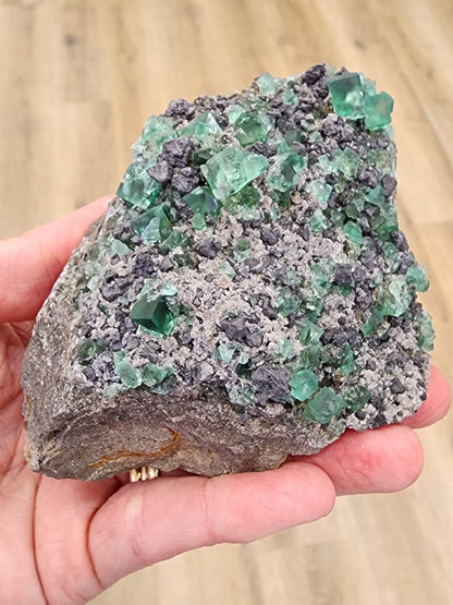 A hand holding a rough specimen of "The Crystalary" Fluorite with Galena - Heavy Metal Pocket from the Diana Marie Mine in Weardale, County Durham, England, showcasing embedded green fluorite crystals and grayish mineral deposits against a blurred wooden background.