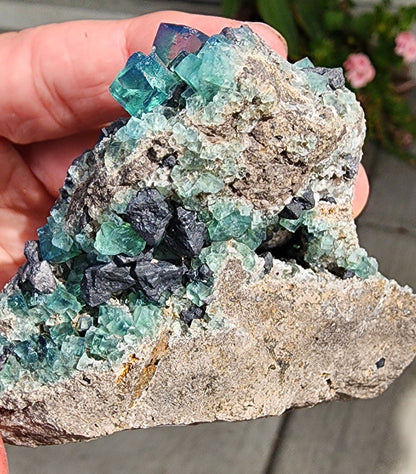 A close-up image showcases a hand holding "Fluorite w/ Galena- Heavy Metal Pocket" from the Diana Marie Mine in Weardale, County Durham, England. The sample, sold by The Crystalary, features green cubic fluorite crystals and metallic gray galena crystals embedded in a rough light gray rock matrix. Small pink flowers add a soft touch in the blurred background. This heavy metal pocket truly embodies nature's geological artistry.